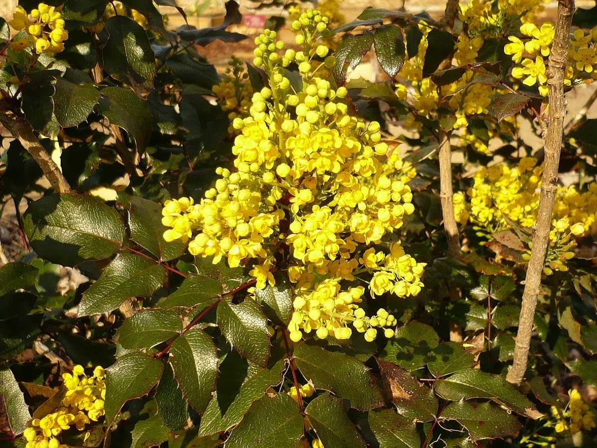 Berberis aquifolium (Berberidaceae)